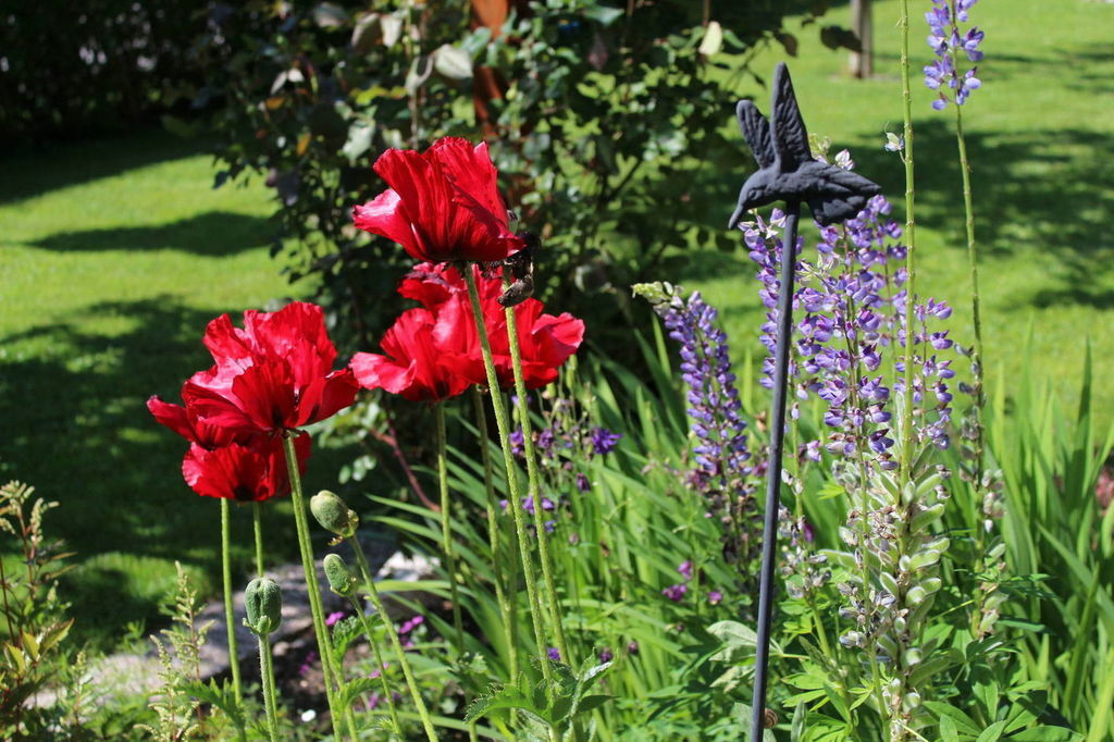 Sommer am Achensee – Bild 6